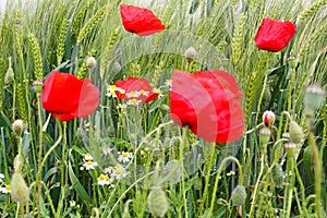 Closeup of isolated agriculture wheat field, green ears, red blooming poppy and white yellow chamomile wild flowers in spring,