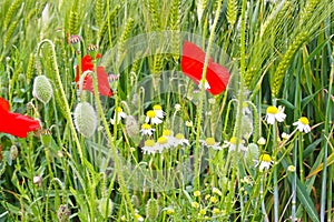 Closeup of isolated agriculture wheat field, green ears, red blooming poppy and white yellow chamomile wild flowers in spring,