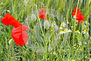 Closeup of isolated agriculture wheat field, green ears, red blooming poppy and white yellow chamomile wild flowers in spring,