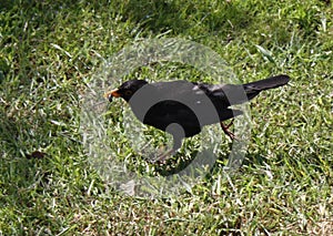 Closeup of an isolated blackbird running along the grass in Invergordon, Scotland, UK
