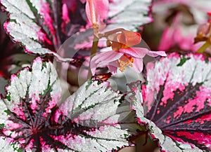 Closeup of isolated blooming king begonia rex cultivar, purple green white leaves, pink flowers in summer