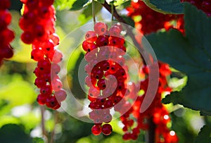 Closeup of isolated bright ripe juicy gooseberries ribes rubrum hanging on bush in german fruit plantation in summer - Germany photo