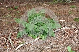 Closeup on an isolated Common lady-fern, Athyrium filix-femina fern photo