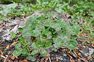 Closeup on an isolated emerging white, Dutch or Ladino clover, Trifolium repens photo