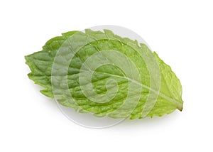 Closeup of isolated fresh spearmint  leaves on white background. Spearmint or peppermint is herbal used for flavouring ice cream