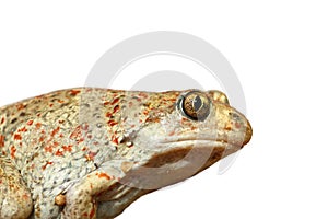 Closeup of isolated garlic toad