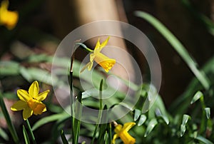 Closeup of isolated isolated yellow flower narcissus pseudonarcissus in german garden