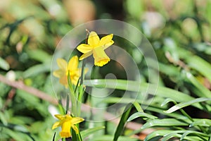 Closeup of isolated isolated yellow flower narcissus pseudonarcissus in german garden