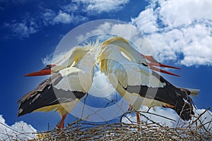 Closeup of isolated pair mating white storks in nest with tilted back heads against blue sky with cumulus clouds