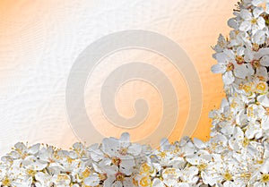 Closeup isolated photo of a  fruit tree white flowers