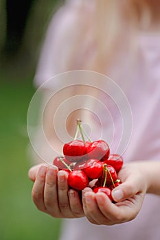 Closeup of a ittle blond girl holding cherries in her hands