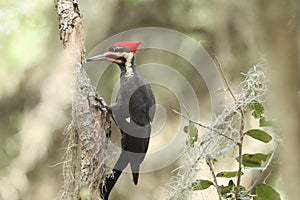 Closeup of the ivory-billed woodpecker, Campephilus principalis. photo