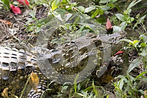 Closeup of jacarÃÂ© do papo amarelo. alligator photo