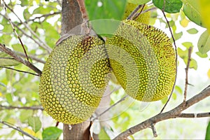 closeup of jackfruit on tree with leaf