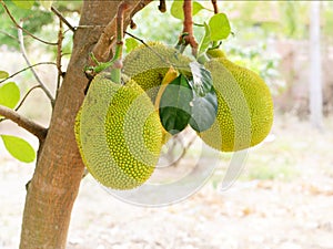 closeup of jackfruit on tree with leaf