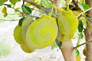 closeup of jackfruit on tree with leaf