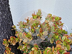 Closeup of a jade plant (Crassula ovata) growing in the garden