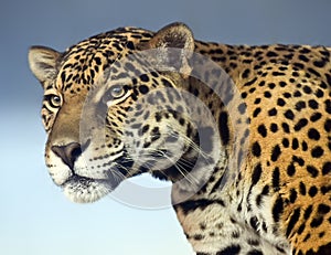 Closeup of a Jaguar