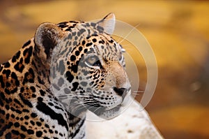 Closeup of a Jaguar photo