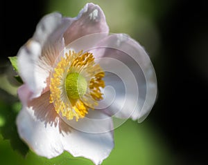 Closeup of a japanese anemone