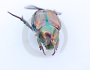 Closeup of a Japanese Beetle Popillia japonica