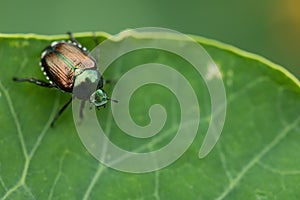 Closeup of Japanese beetle (Popillia japonica) on green leaf, an invasive species to North America