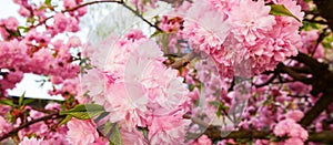 closeup of japanese cherry in full blossom