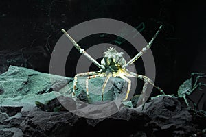 Closeup of a Japanese giant spider crab