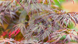 Closeup of a Japanese maple tree called Acer Palmatum Dissectum Ornatum in an autumn day photo