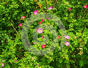 Closeup of a japanese rose plant with flowering pink flowers, popular ornamental garden plants, nature background