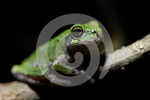 Closeup of a Japanese tree frog on a branch against a black background.