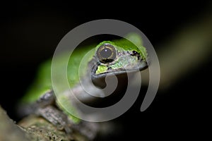 Closeup of a Japanese tree frog on a branch against a black background.
