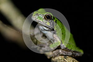 Closeup of a Japanese tree frog on a branch against a black background.