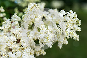 Japanese tree lilac flowers