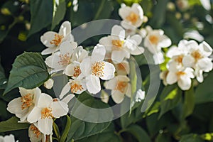 Closeup jasmine branch. Natural background, spring concept