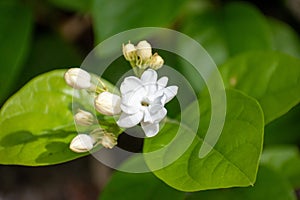 Closeup of jasmine flower blooms in morning. White flowers with green leaves all around