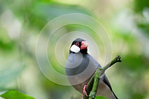 Closeup of Java sparrow in blurred background