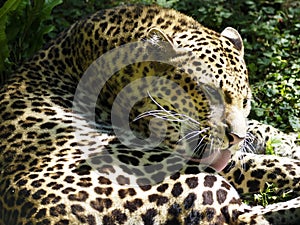 Closeup of Javan leopard licking their hair