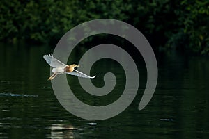 Javan Pond Heron perch on a tree
