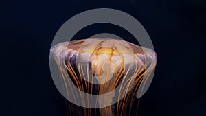 Closeup of jellyfish swimming with illuminated body