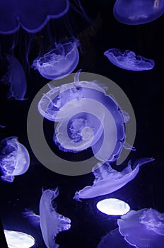 Closeup of jellyfishes in the water under a blue lamp light against a dark background