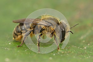 Closeup on a Jersey mason bee, Osmia niveata sitting on a green leaf