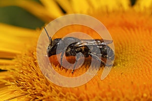 Closeup on a Jersey mason bee, Osmia niveata sitting on a a yellow Inula flower