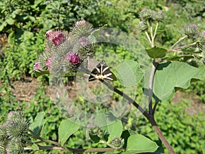 Closeup of a Jersey Tiger butterfly, Euplagia quadripunctaria. Feeding nectar on greater burdock