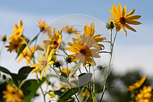 Closeup of Jerusalem artichoke (Helianthus tuberosus) on a sunny day