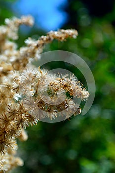 Closeup Joe Pye Weed seed clusters