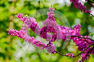 closeup of judas tree in blossom