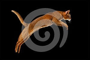 Closeup Jumping Abyssinian cat on black background in Profile