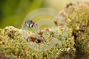 Closeup Jumping spider, known as Philaeus chrysops, on moss green near water