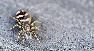 Closeup of a jumping spider